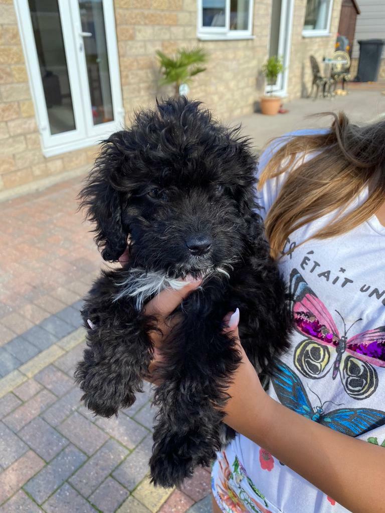 portuguese water dog gumtree